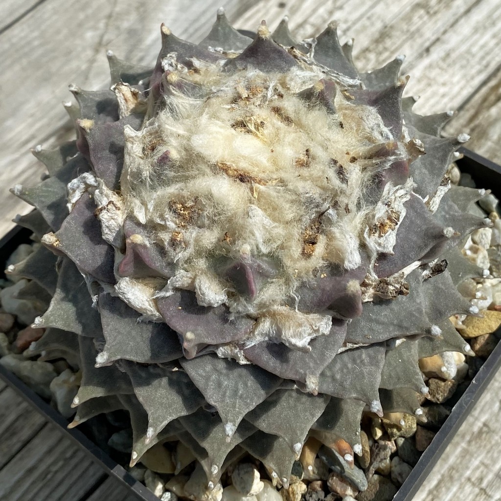 SH37144 Ariocarpus retusus , 40 years old, own roots