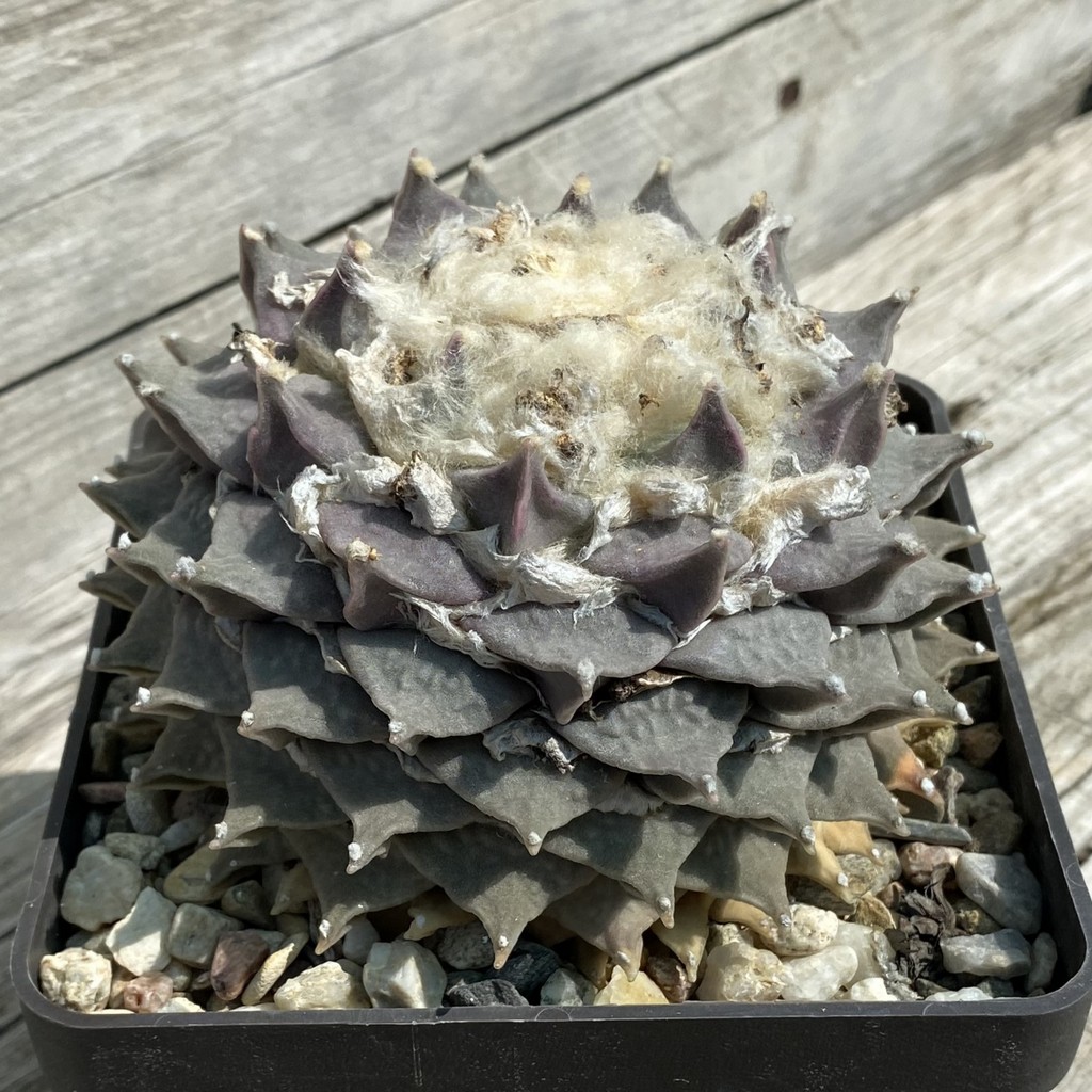 SH37144 Ariocarpus retusus , 40 years old, own roots - Image 2