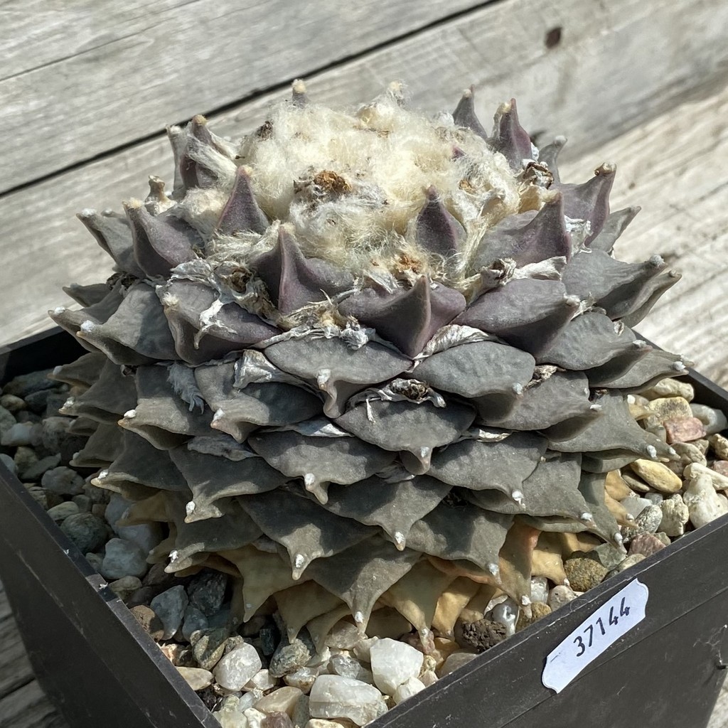 SH37144 Ariocarpus retusus , 40 years old, own roots - Image 3