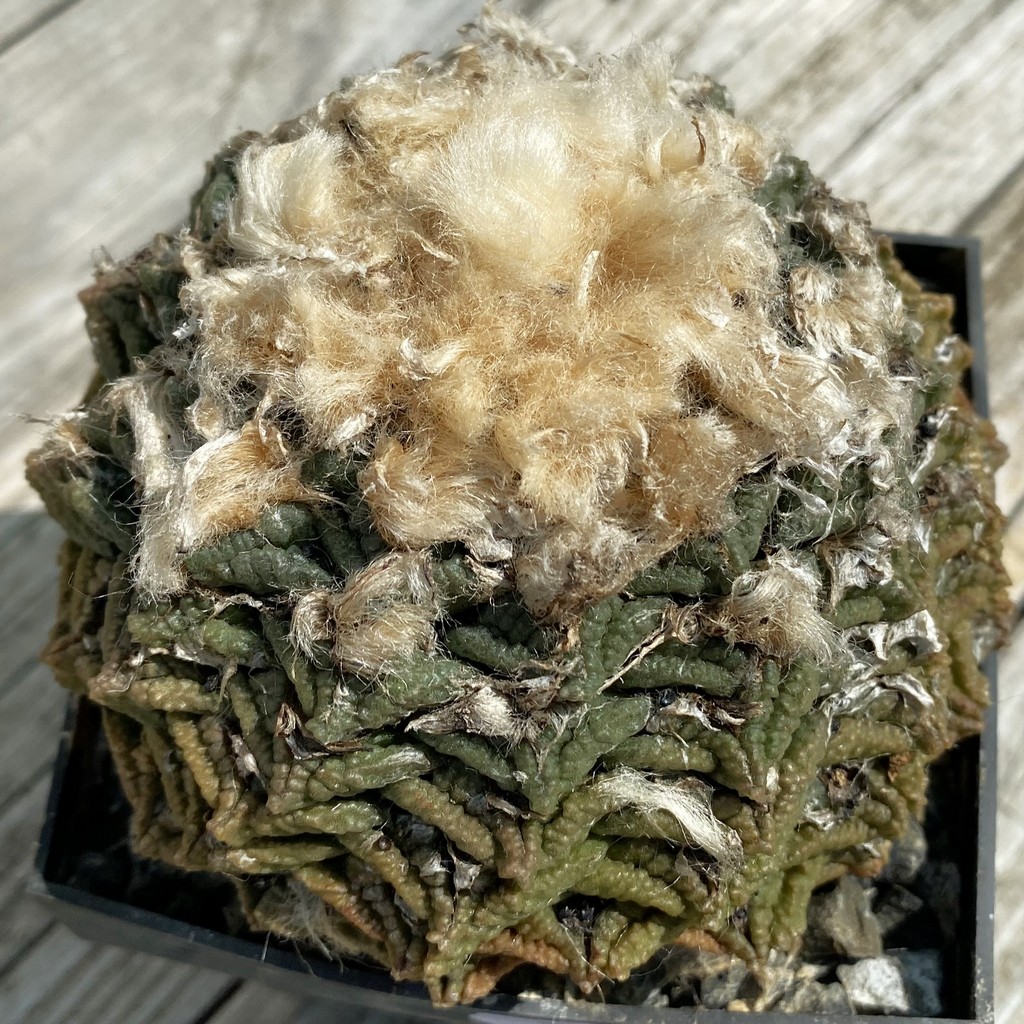 SH37145 Ariocarpus fissuratus -Cuatrocientos-, 40 years old, own roots