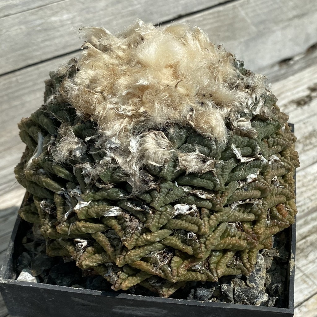 SH37145 Ariocarpus fissuratus -Cuatrocientos-, 40 years old, own roots - Image 2