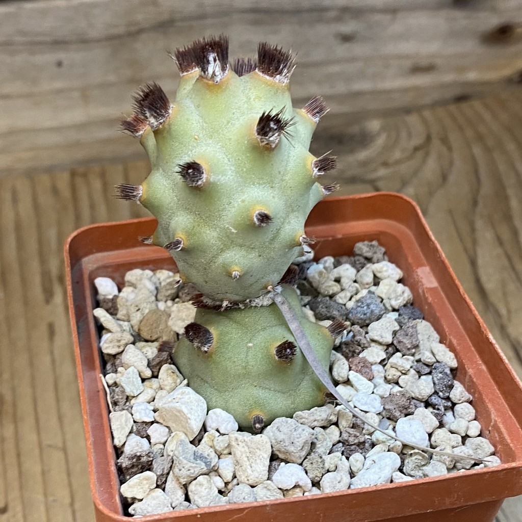 SH37061 Tephrocactus articulatus v. inermis VG 870 - Image 2
