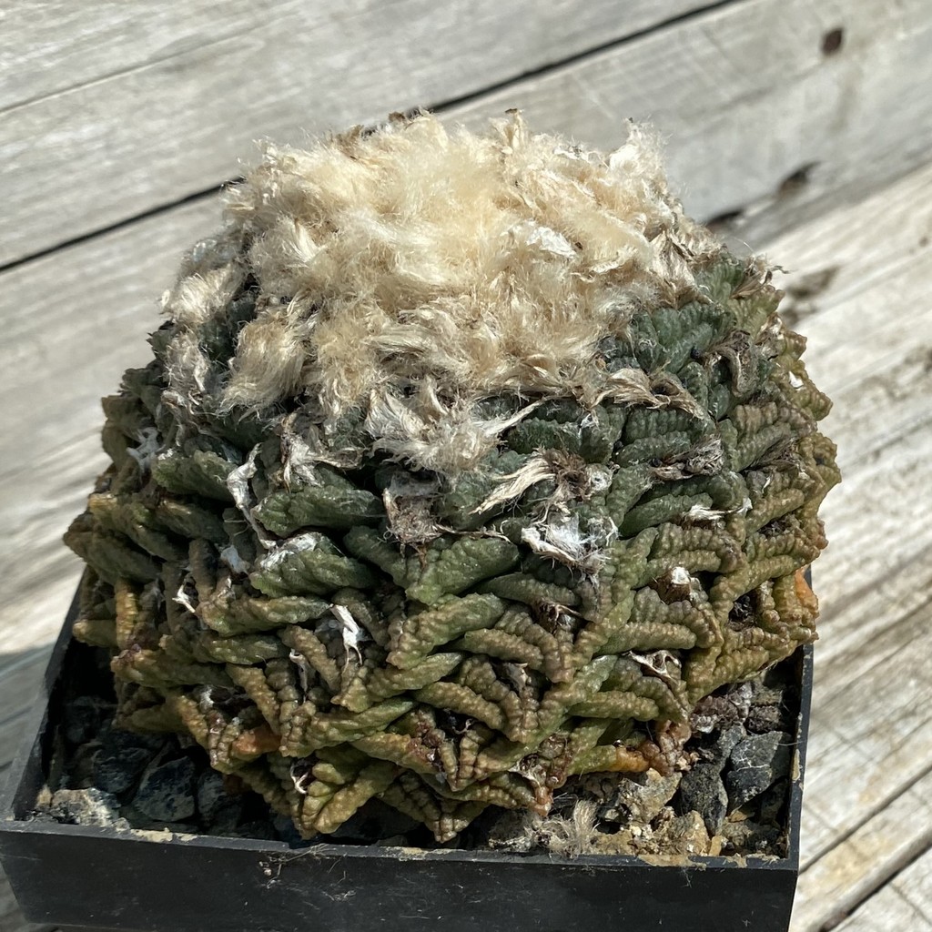 SH37145 Ariocarpus fissuratus -Cuatrocientos-, 40 years old, own roots - Image 3
