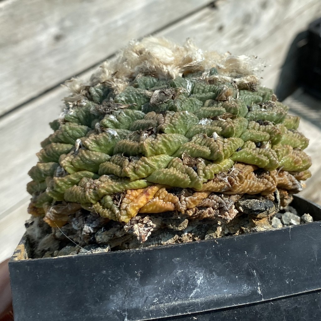 SH37145 Ariocarpus fissuratus -Cuatrocientos-, 40 years old, own roots - Image 4