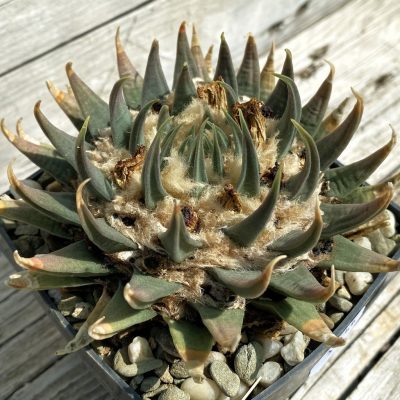 SH37146 Ariocarpus trigonus v. horacekii, 40 years old, own roots