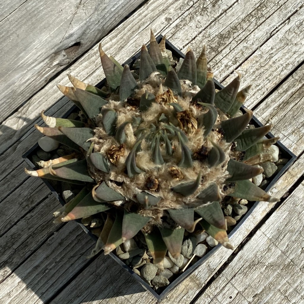 SH37146 Ariocarpus trigonus v. horacekii, 40 years old, own roots - Image 2