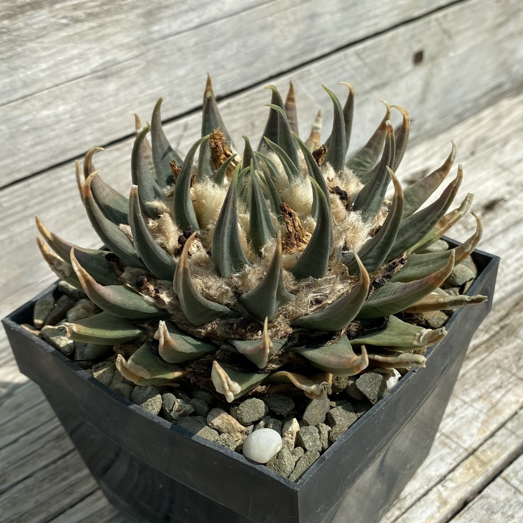 SH37146 Ariocarpus trigonus v. horacekii, 40 years old, own roots - Image 3