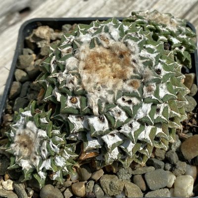 SH37147 Ariocarpus kotschoubeyanus v. elephantidens -Cadereyta-, 40 years old, own roots