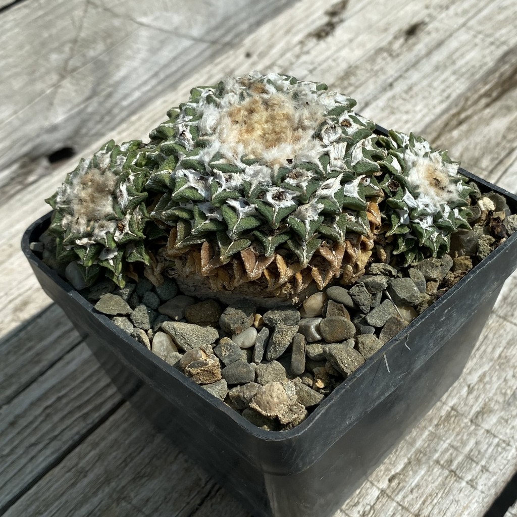 SH37147 Ariocarpus kotschoubeyanus v. elephantidens -Cadereyta-, 40 years old, own roots - Image 2
