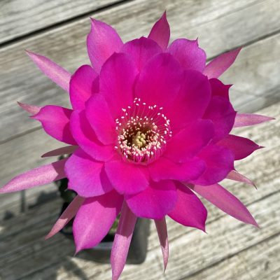 SH36521 Echinopsis subdenudata hybrid