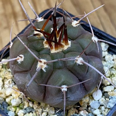 SH37062 Gymnocalycium castellanosii v. bozsingianum P 205