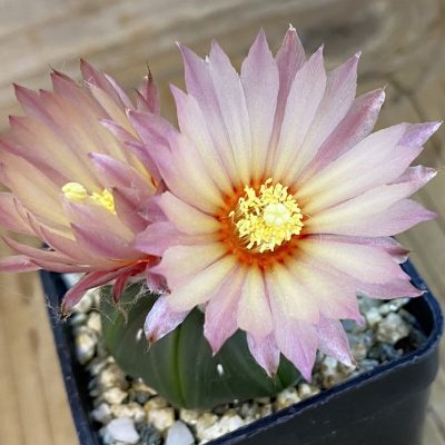 SH37086 Astrophytum asterias 'Pink'