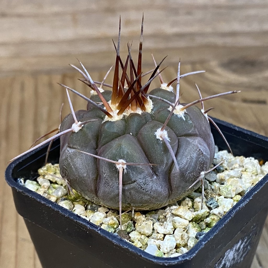 SH37062 Gymnocalycium castellanosii v. bozsingianum P 205 - Image 2
