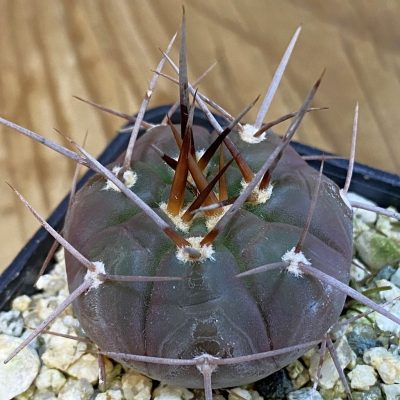 SH37063 Gymnocalycium castellanosii v. bozsingianum P 205