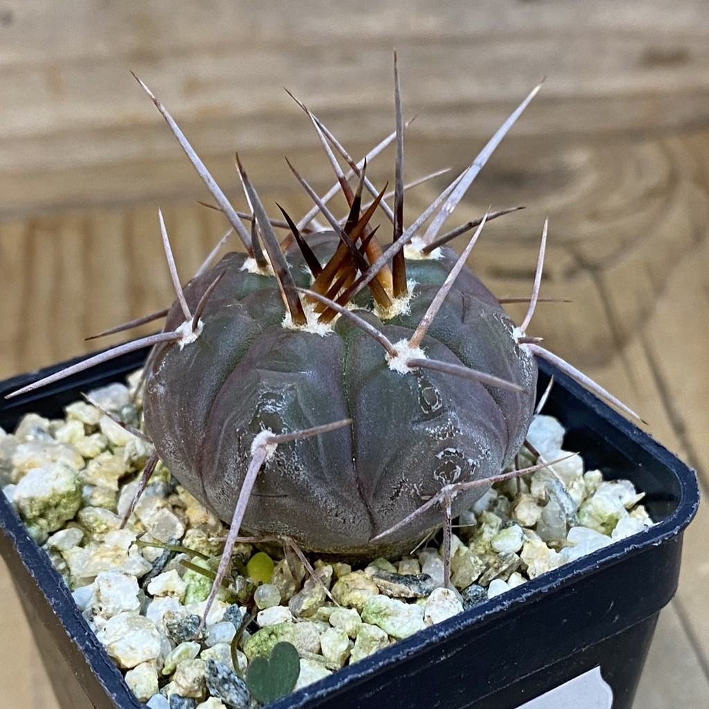 SH37063 Gymnocalycium castellanosii v. bozsingianum P 205 - Image 2