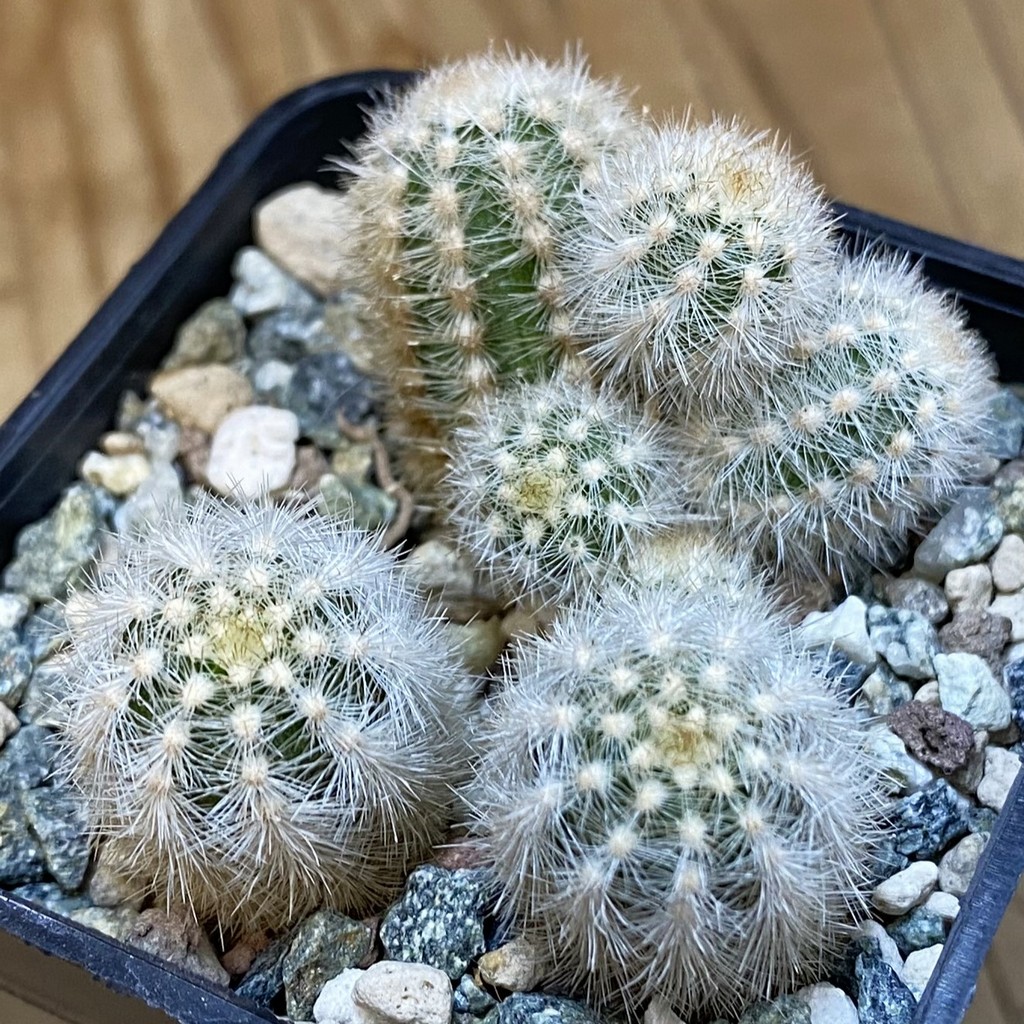 SH37066 Pygmaeocereus rowleyanus