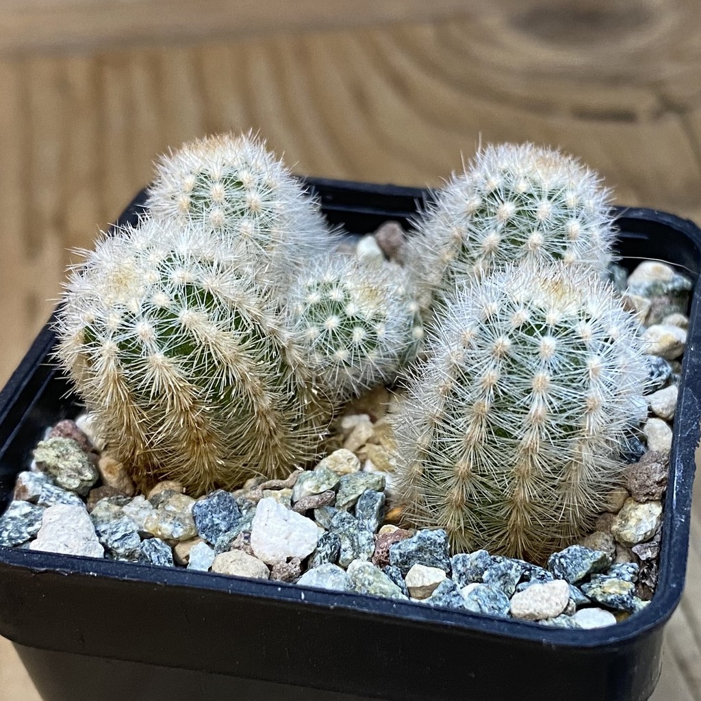 SH37066 Pygmaeocereus rowleyanus - Image 2