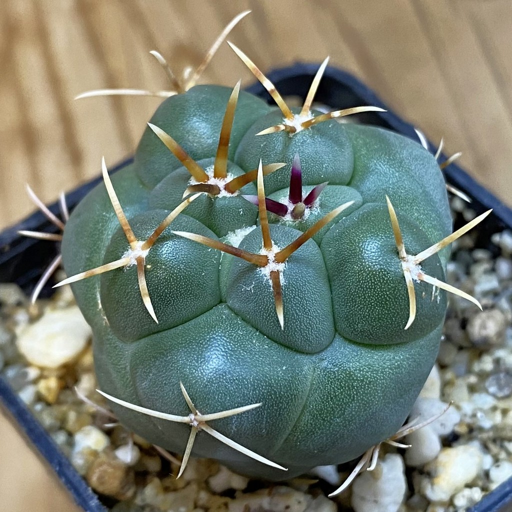 SH37067 Thelocactus hexaedrophorus v. fossulatus