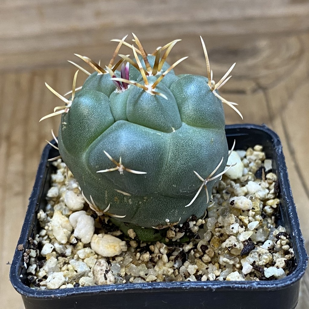 SH37067 Thelocactus hexaedrophorus v. fossulatus - Image 2