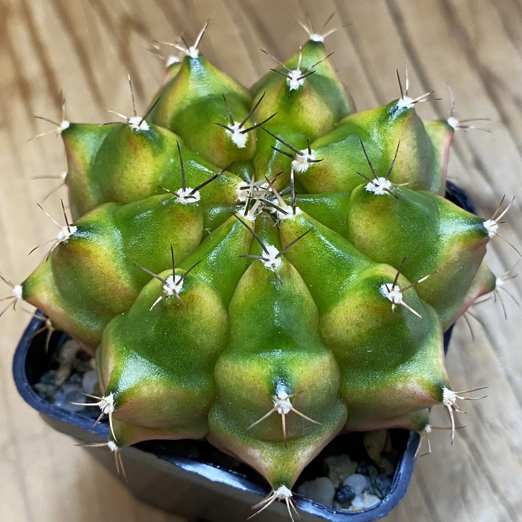 SH37070 Gymnocalycium mihanovichii ‘Neon’
