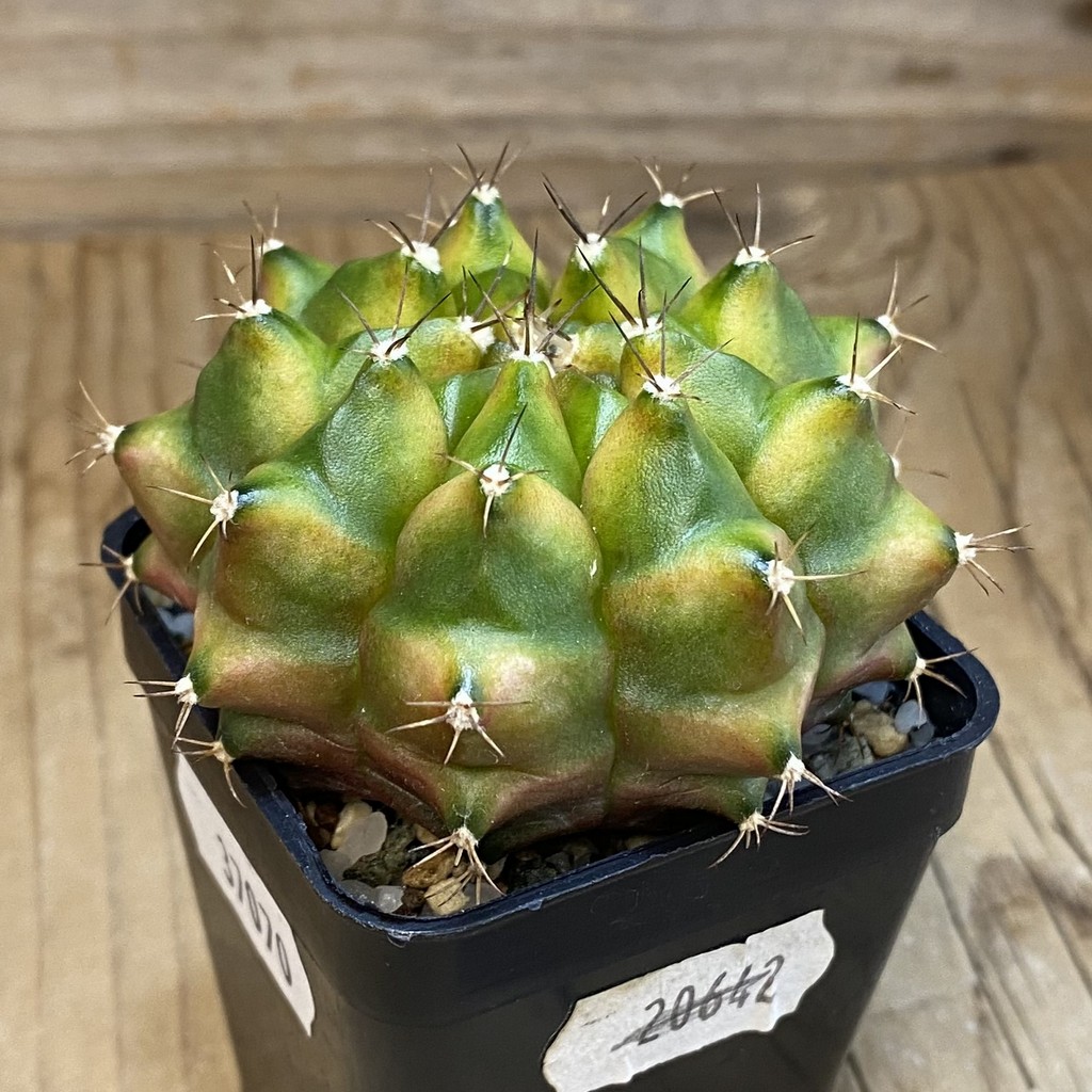 SH37070 Gymnocalycium mihanovichii ‘Neon’ - Image 2