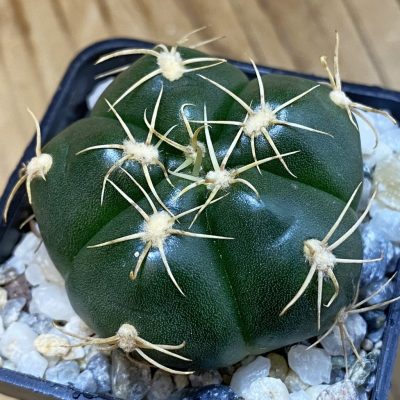 SH37071 Gymnocalycium denudatum 'Jan Suba'