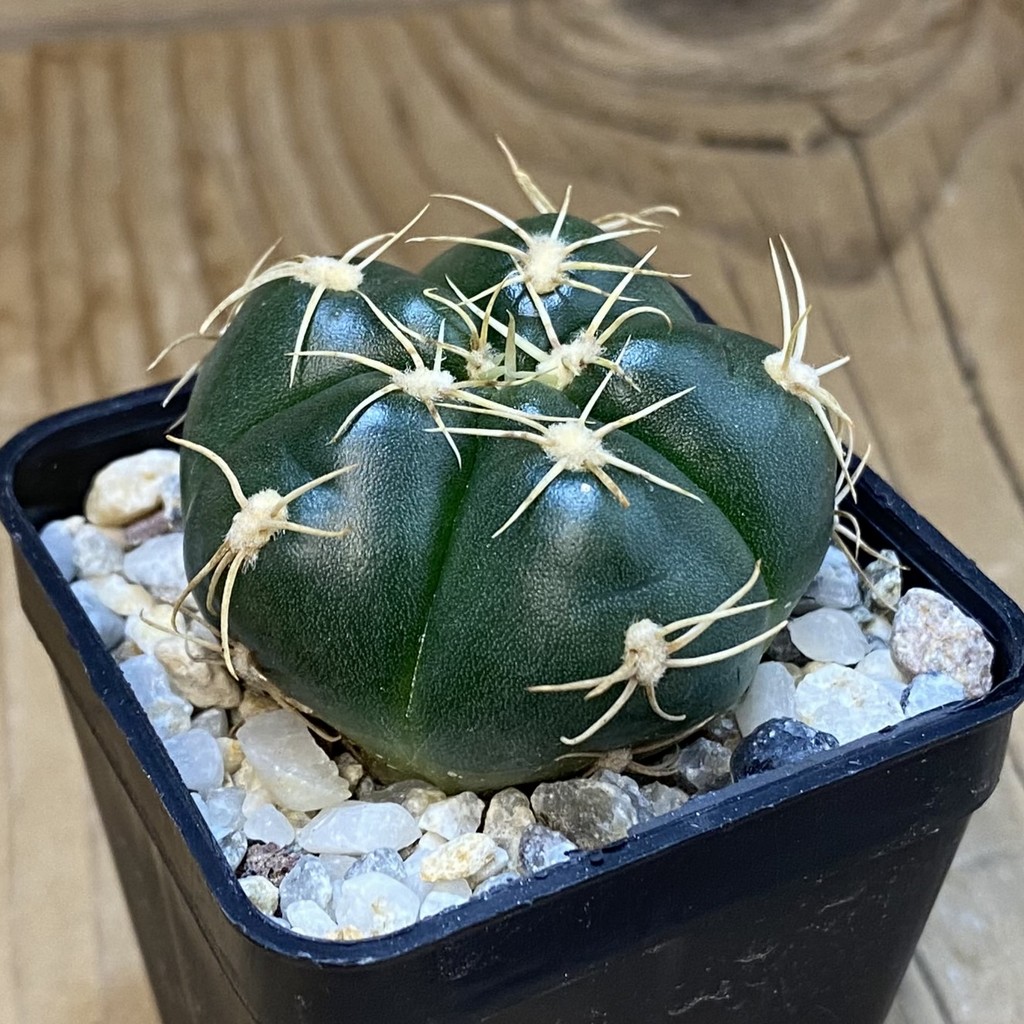 SH37071 Gymnocalycium denudatum 'Jan Suba' - Image 2