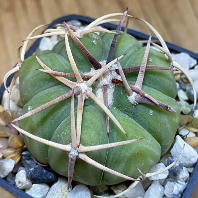 SH37072 Echinocactus horizonthalonius