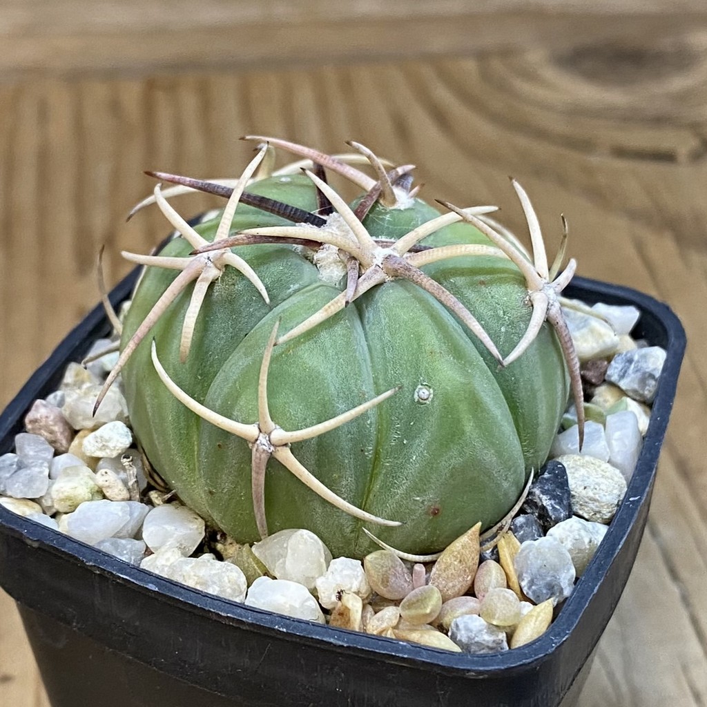 SH37072 Echinocactus horizonthalonius - Image 2