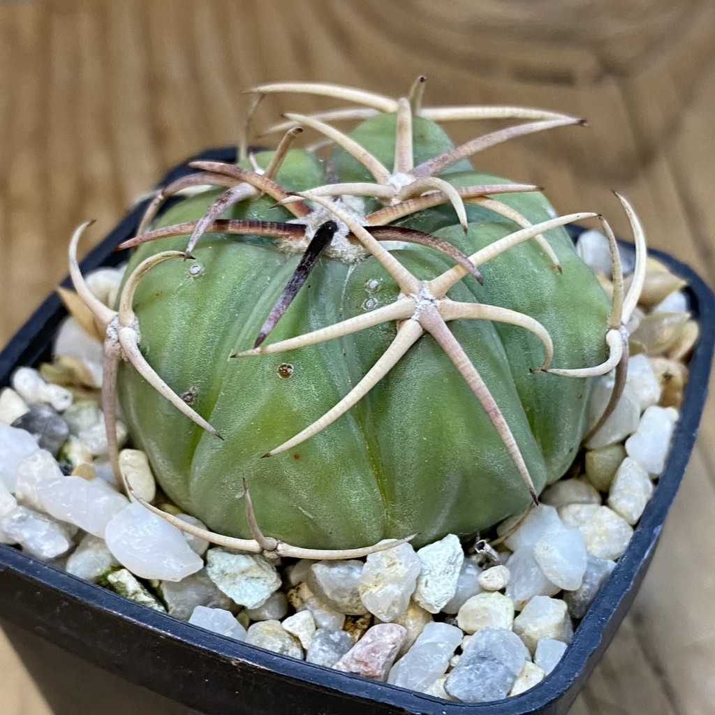 SH37072 Echinocactus horizonthalonius - Image 3