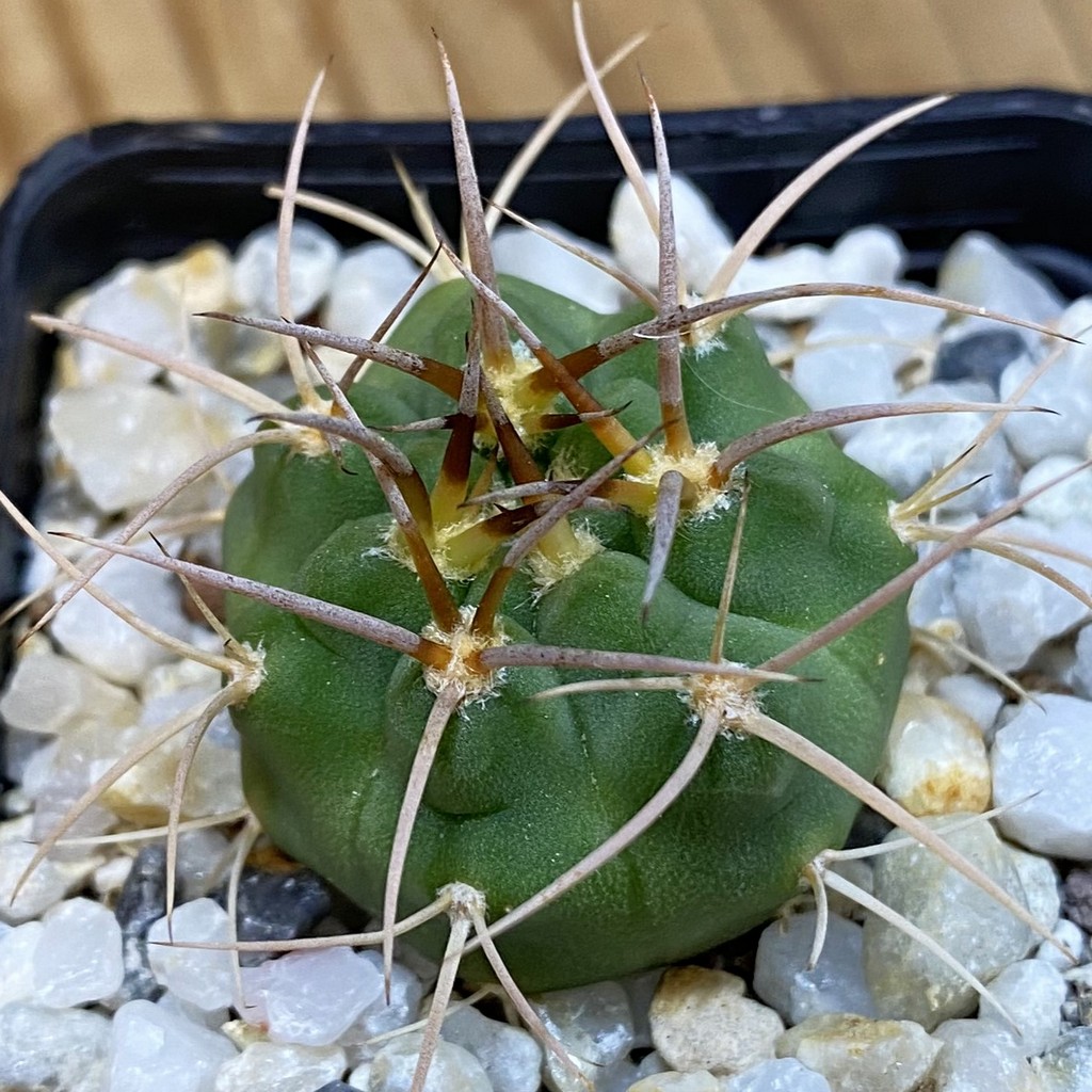 SH37073 Gymnocalycium coloradense VS 671