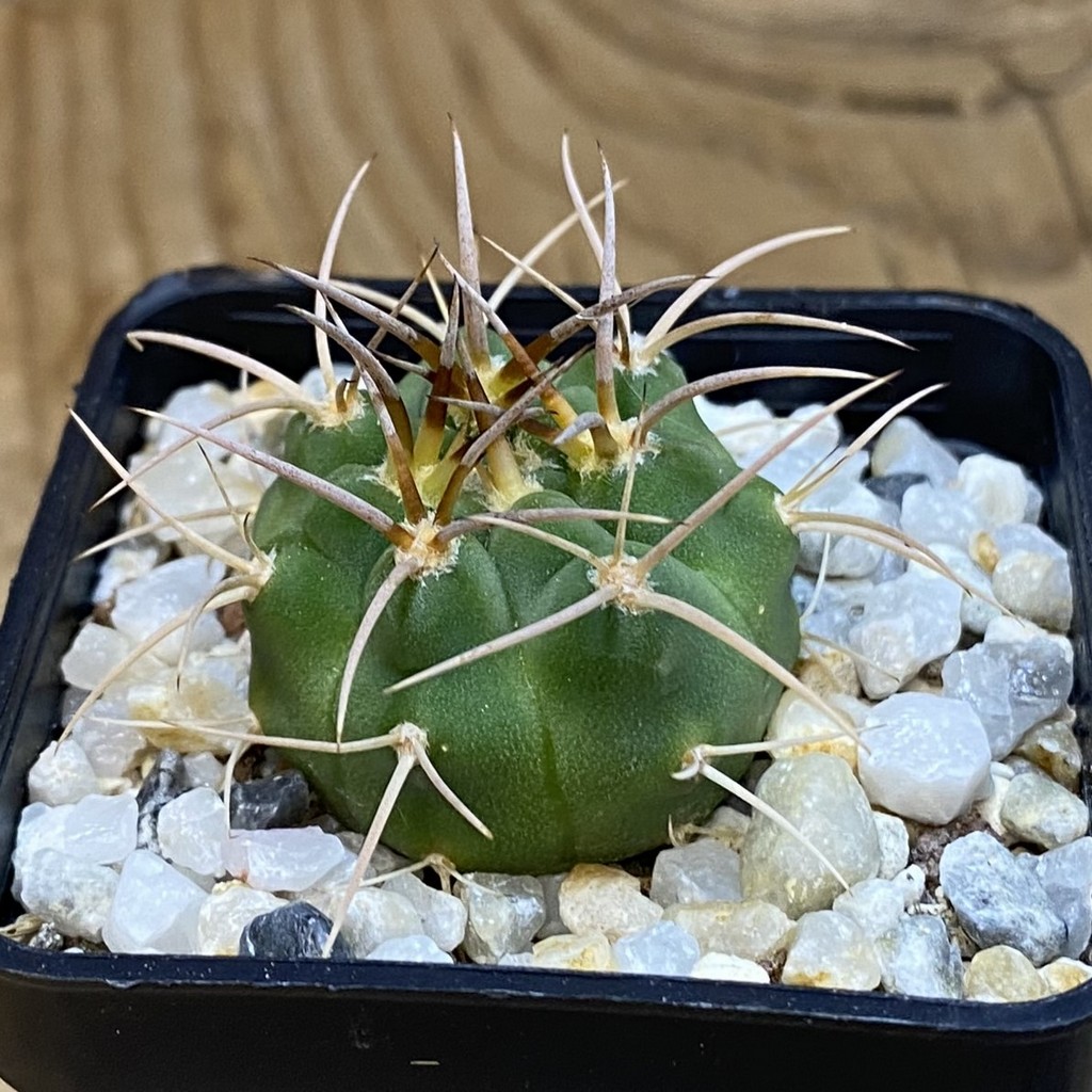 SH37073 Gymnocalycium coloradense VS 671 - Image 2
