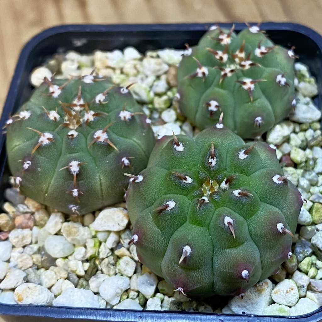 SH37074 Gymnocalycium vatteri v. unguispinum, selection 3 plants