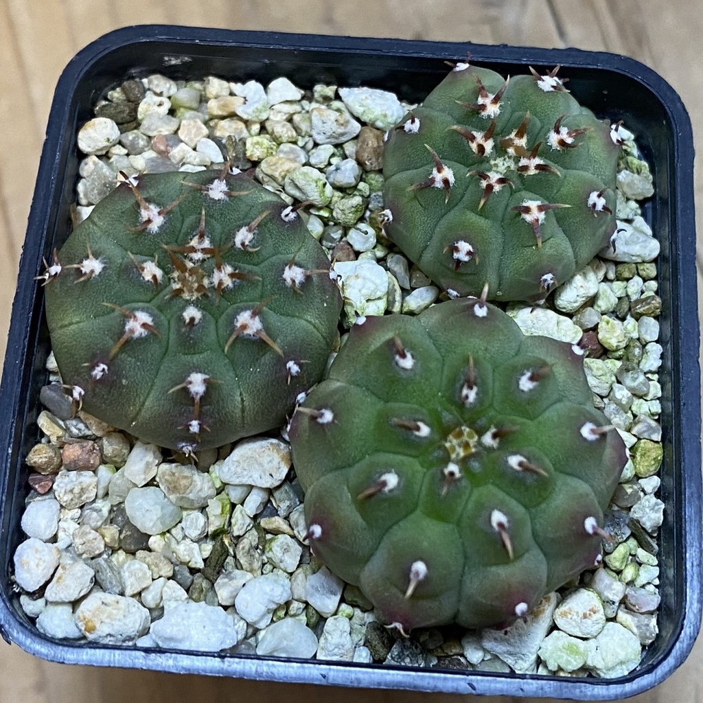 SH37074 Gymnocalycium vatteri v. unguispinum, selection 3 plants - Image 2