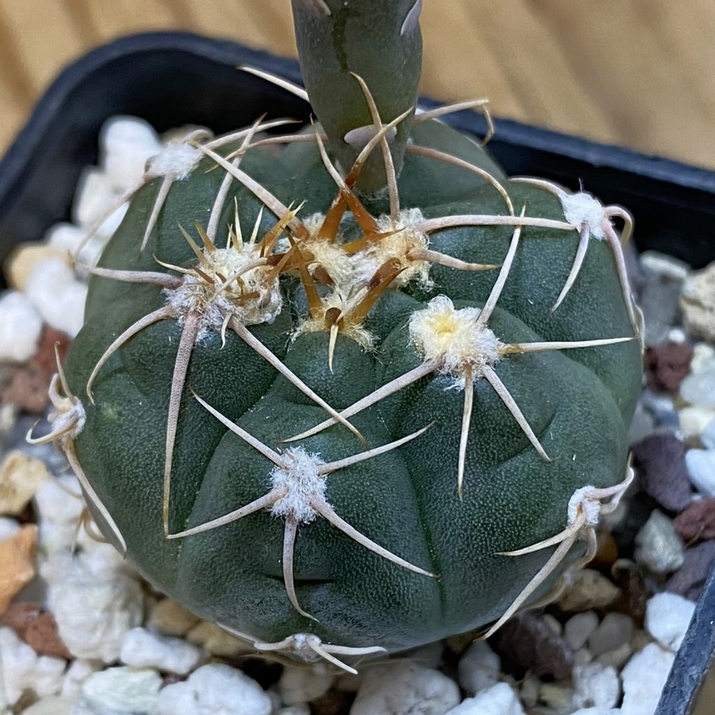 SH37075 Gymnocalycium taningaense VG 306