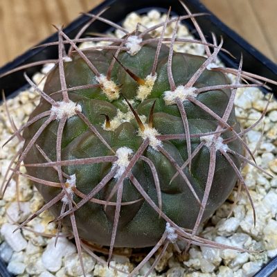 SH37055 Gymnocalycium schmidianum asperum, hard spines
