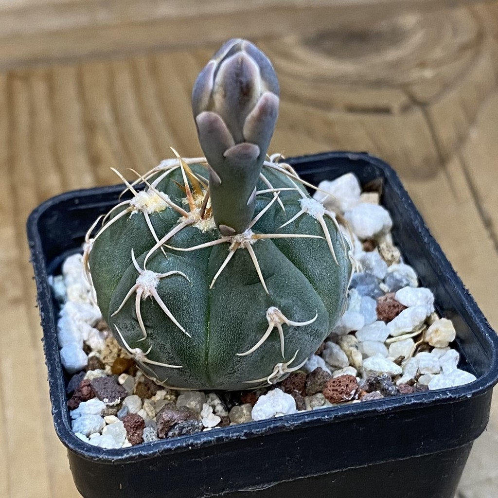 SH37075 Gymnocalycium taningaense VG 306 - Image 2