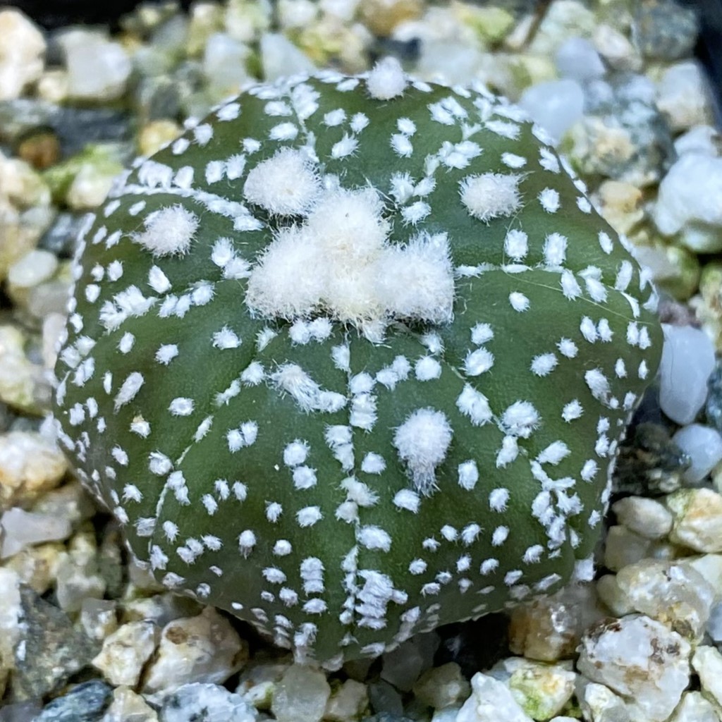 SH37076 Astrophytum asterias ‘Ooibo’ hybrid