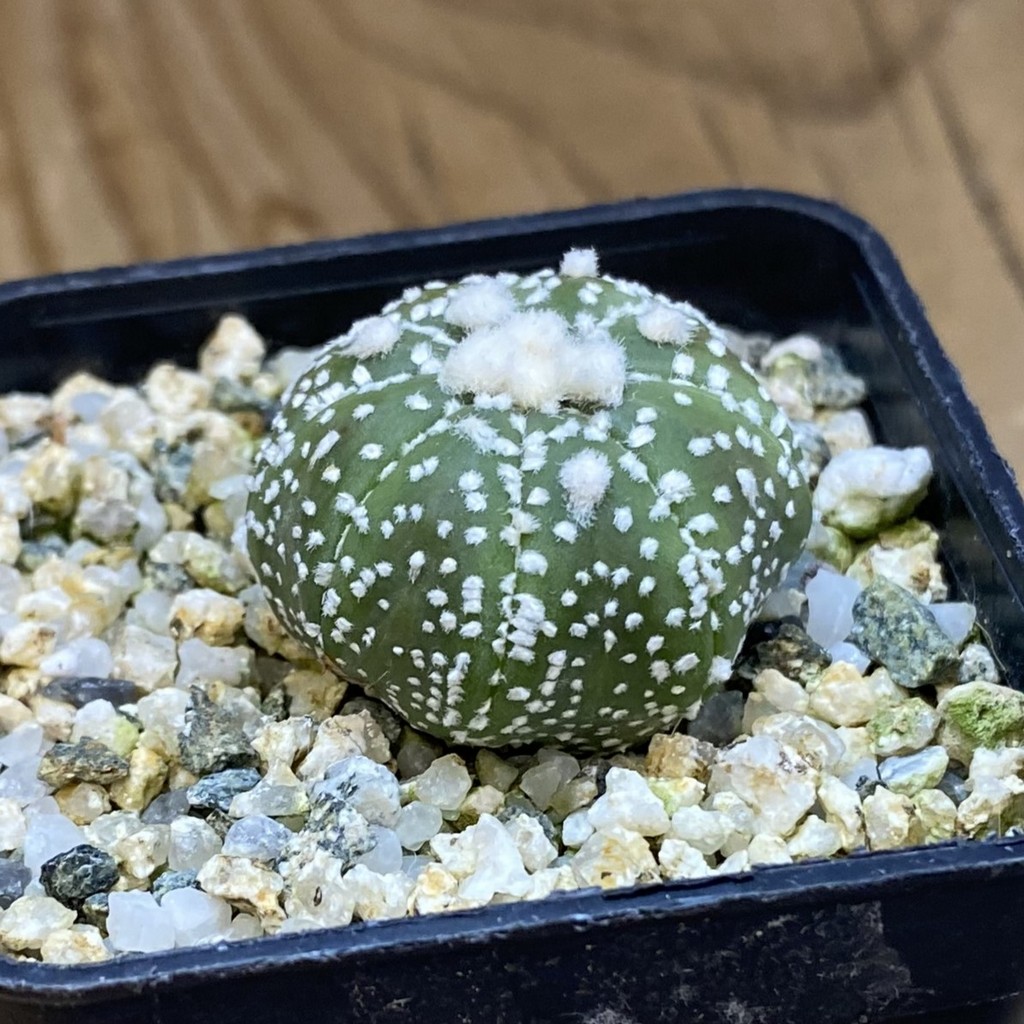 SH37076 Astrophytum asterias ‘Ooibo’ hybrid - Image 2