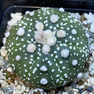 SH37077 Astrophytum asterias ‘Ooibo’ hybrid