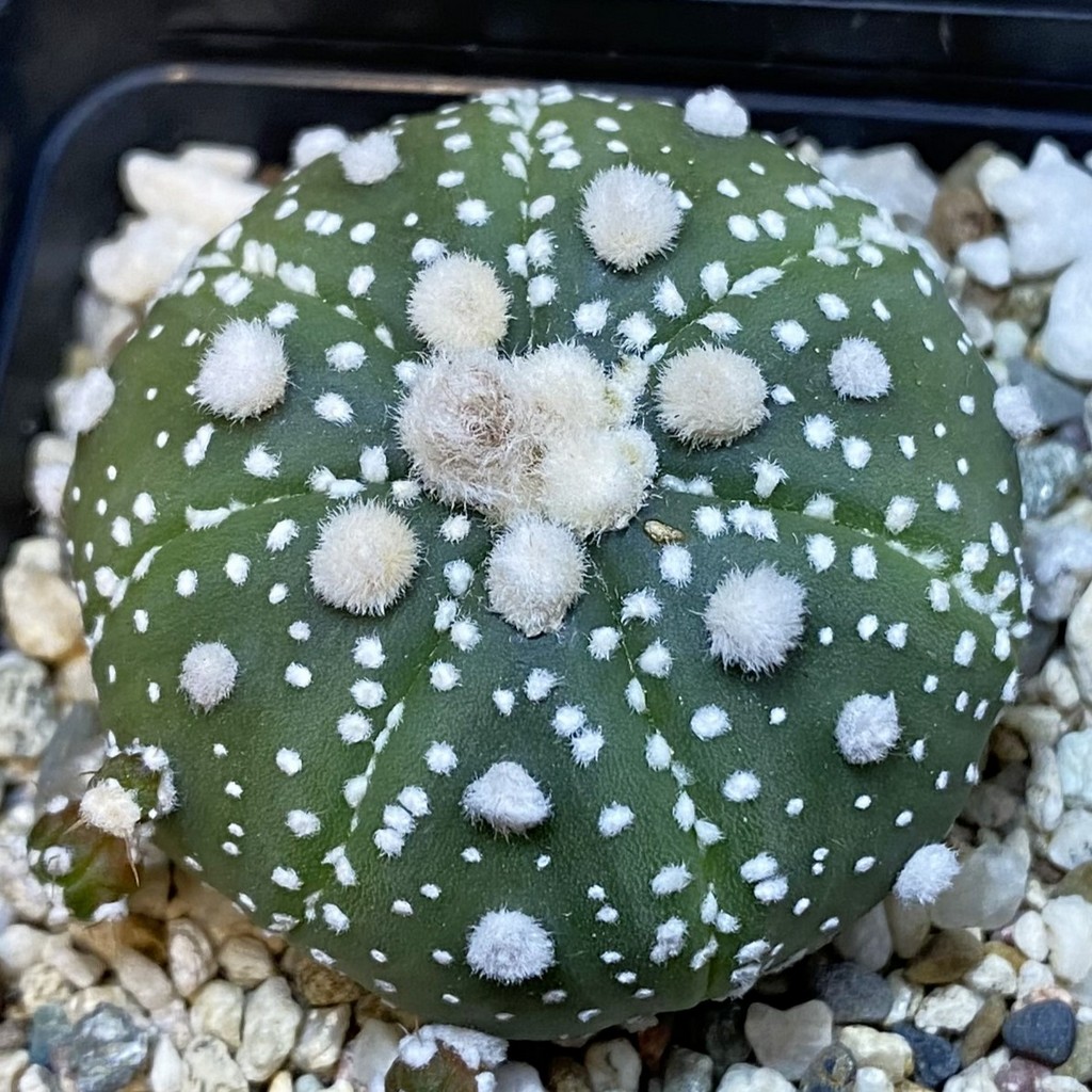 SH37077 Astrophytum asterias ‘Ooibo’ hybrid