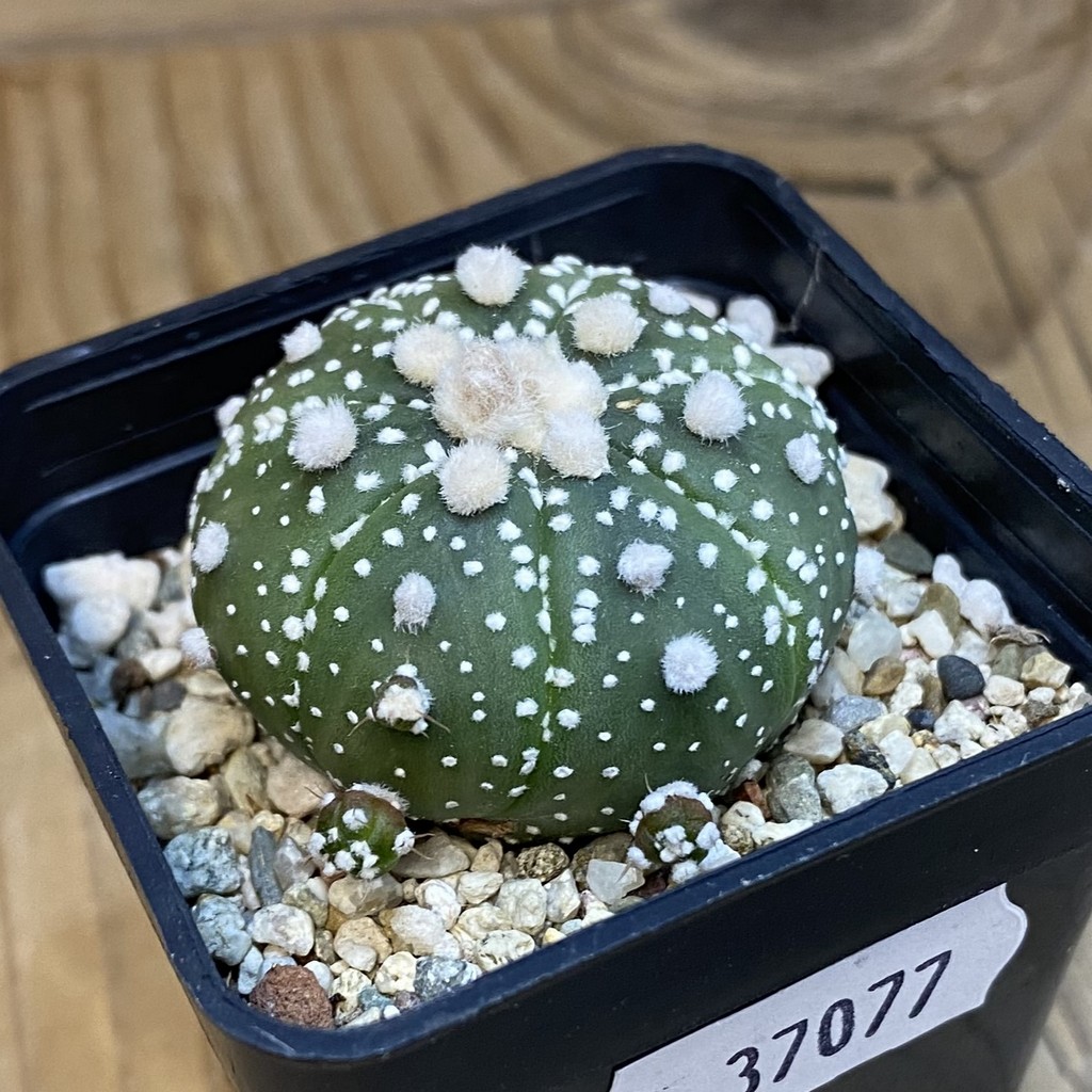 SH37077 Astrophytum asterias ‘Ooibo’ hybrid - Image 2