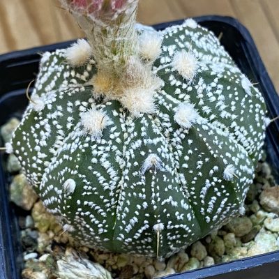 SH37078 Astrophytum asterias ‘Super Kabuto’ x crassispinoides