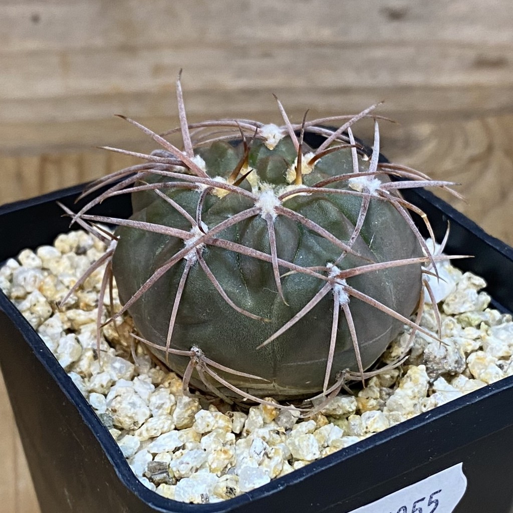 SH37055 Gymnocalycium schmidianum asperum, hard spines - Image 2