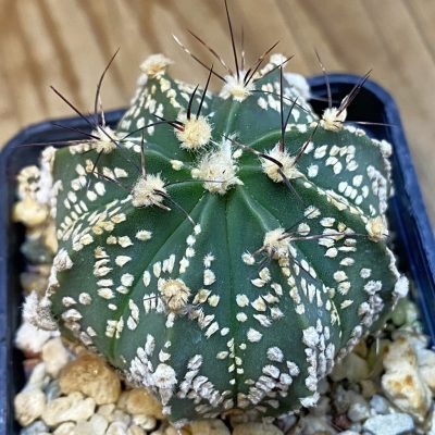 SH37079 Astrophytum asterias x capricorne