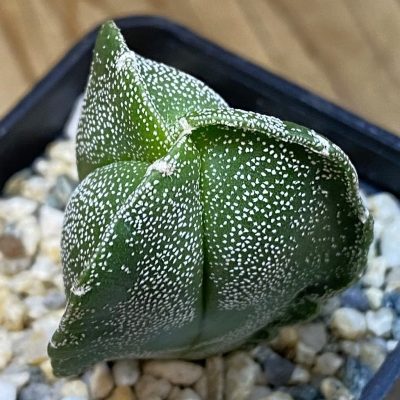 SH37080 Astrophytum myriostigma v. tricostatum