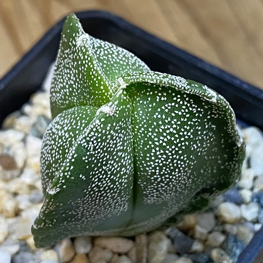 SH37080 Astrophytum myriostigma v. tricostatum
