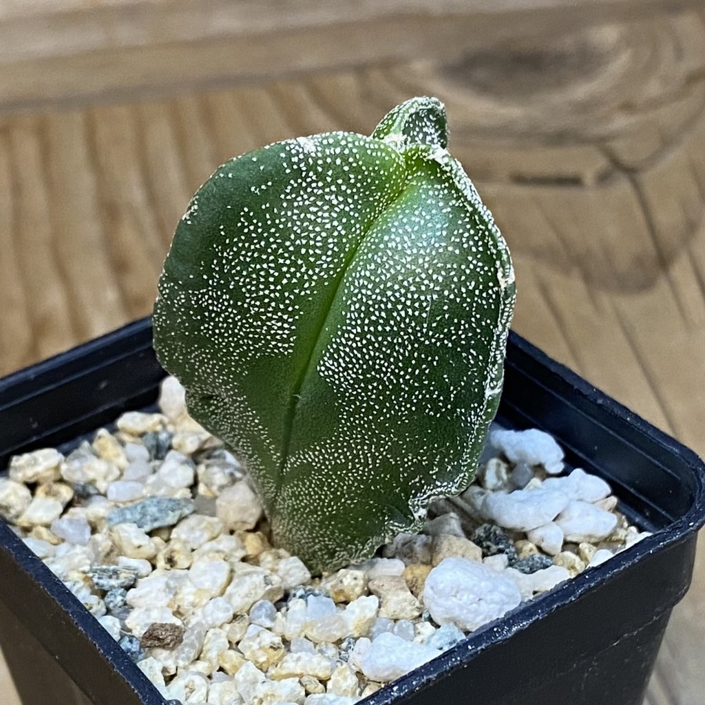 SH37080 Astrophytum myriostigma v. tricostatum - Image 2