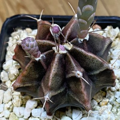SH37082 Gymnocalycium mihanovichii 'Black Widow' hybrid, seedling