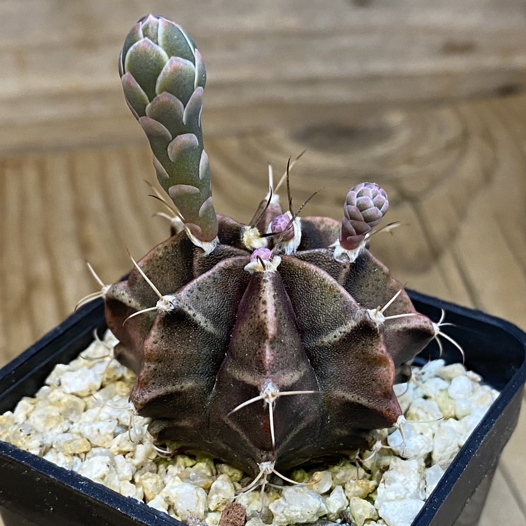 SH37082 Gymnocalycium mihanovichii 'Black Widow' hybrid, seedling - Image 2